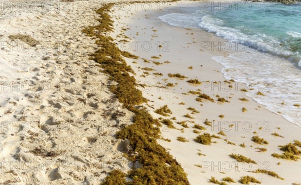 (Sargassum) seaweed washed up on sandy beach, Isla Mujeres, Caribbean Coast, Cancun, Quintana Roo,