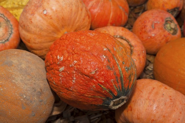 Pumpkins (Cucurbita) (Cucurbitaceae) are a genus of plants in the gourds . Five species are