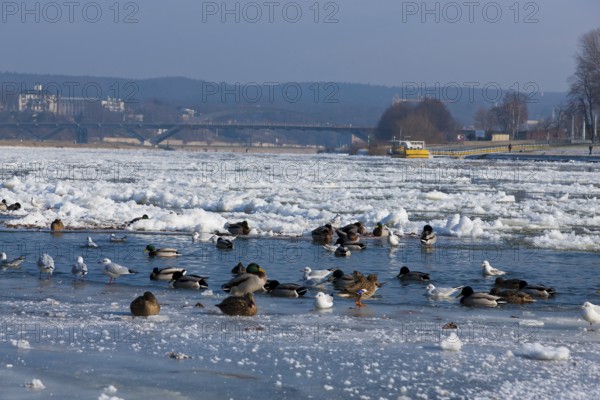 Waterfowl at the mouth of the Priessnitz in Dresden