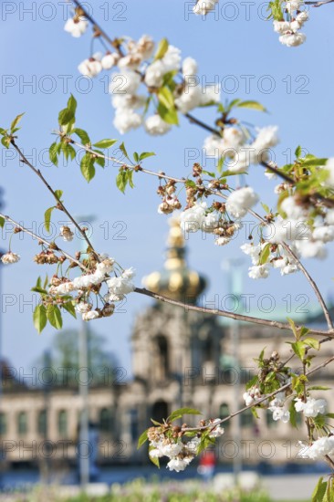 Thanks to the greening of Dresden's Postplatz, which was prompted by public protests, visitors can