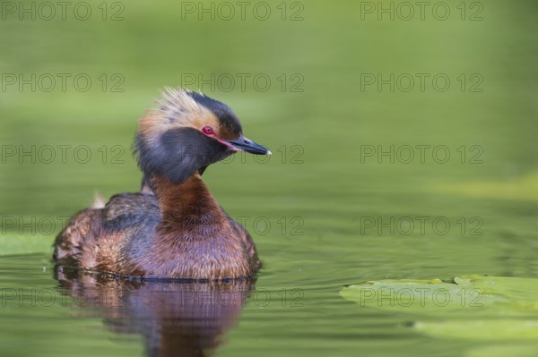 Horned Grebe (Podiceps auritus) swims in water, Västergotland, Sweden, Europe