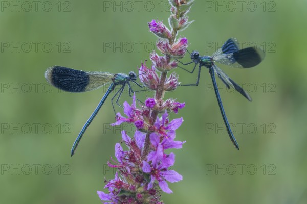 Banded Demoiselle (Calopteryx splendens), Upper Austria, Austria, Europe