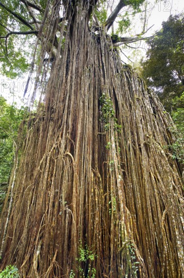 Curtain strangler fig (Ficus virens), tropical tree, tree, rainforest, jungle, Atherton tablelands,