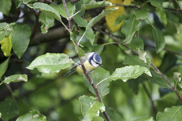 Blue Tit (Cyanistes caeruleus), titmouse, bird, garden, apple tree, autumn, Germany, A blue tit