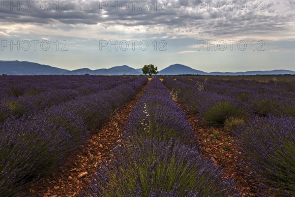 Lavender field, flowering true lavender (Lavandula angustifolia), near Puimoisson, dramatic clouds,