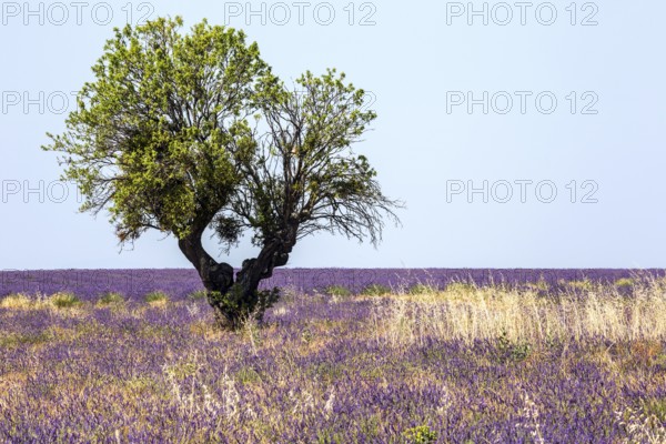 Tree in a lavender field, flowering true lavender (Lavandula angustifolia), near Valensole,