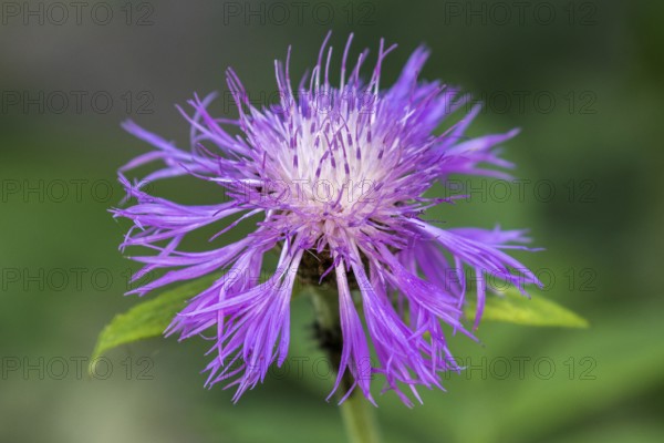 Psephellus dealbatus (Centaurea dealbata), flower, Baden-Württemberg, Germany, Europe
