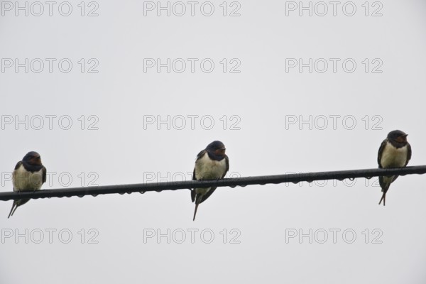 Barn swallows (Hirundo rustica) on telegraph line, Emsland, Lower Saxony, Germany, Europe