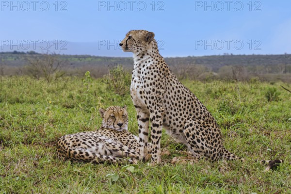 Two young Southeast African cheetahs (Acinonyx jubatus jubatus) in the savannah, one laying, one