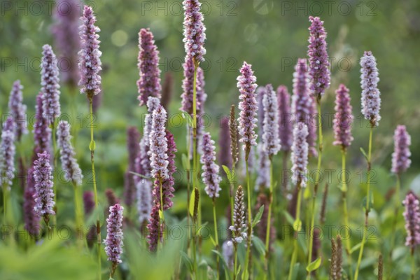 Meadow bistort (Bistorta officinalis), meadow knotweed, Emsland, Lower Saxony, Germany, Europe