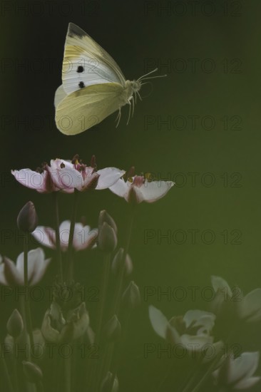 Small white (Pieris rapae) in flight over flowering rush (Butomus umbellatus), Hesse, Germany,