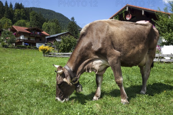 Cow on a pasture in Bruck, Bad Hindelang, Oberallgäu, Allgäu, Bavaria, Germany, Europe