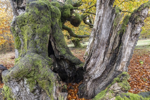 Old copper beeches (Fagus sylvatica) in the Hutewald Halloh, Hesse, Lower Saxony