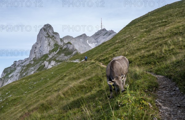 Hiking trail with cow, Säntis, Appenzell Ausserrhoden, Appenzell Alps, Switzerland, Europe