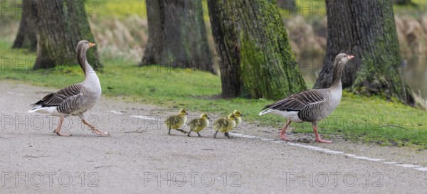 Greylag geese (Anser anser) with chicks, Germany, Europe