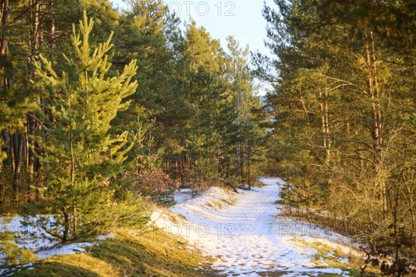 Trail going through a Scots pine (Pinus sylvestris) forest, snow, Upper Palatinate, Bavaria,