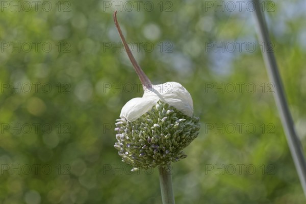 Ornamental leek (Allium giganteum), open flower with cap, Germany, Europe