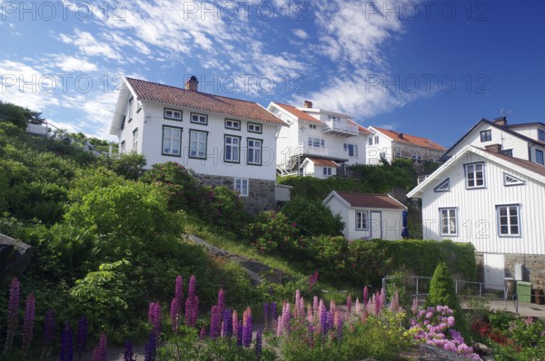 Individual houses on archipelago island Gullllhlomen and flowering lupines, holiday, Örust