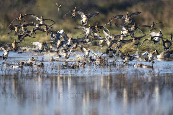 Eurasian Wigeon (Mareca penelope), birds in flight over Marshes at winter time