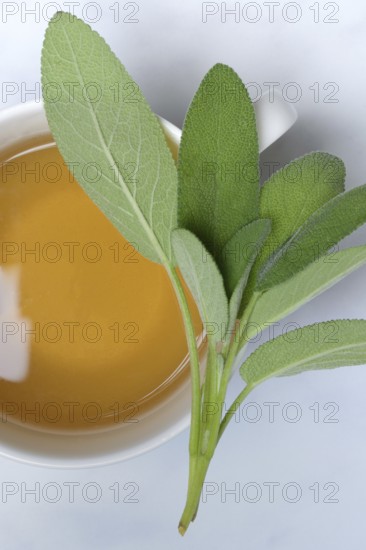 Sage tea in a cup and sage leaves (Salvia officinalis)