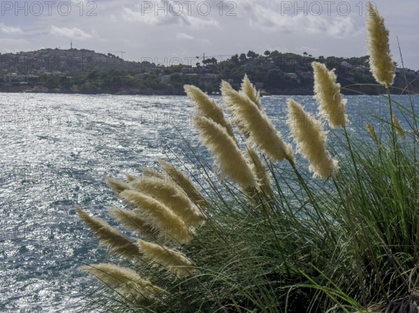American pampas grass (Cortaderia selloana)