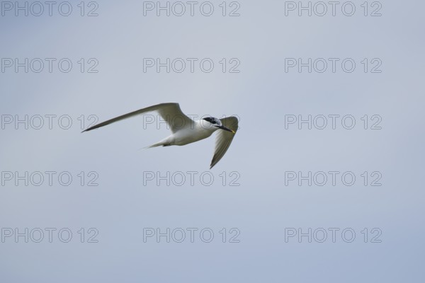 Gull-billed tern (Gelochelidon nilotica) flying in the sky, hunting, ebro delta, Catalonia, Spain,