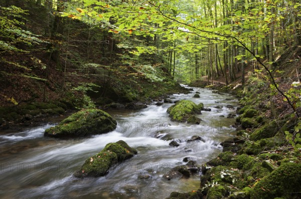 Mountain stream, Zellerache flows through the Helenental, Mondsee, Mondseeland, Salzkammergut,