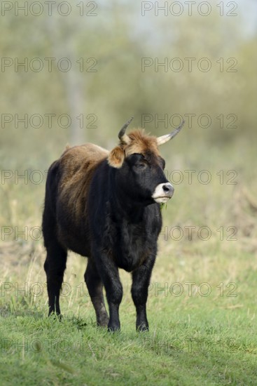 Heck cattle (Bos primigenius f. taurus), North Rhine-Westphalia, Germany, Europe