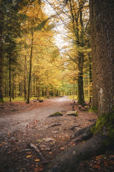 Path through the forest in autumn, Sommerberg, Bad Wildbad, Black Forest, Germany, Europe