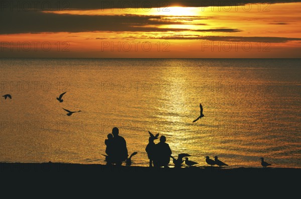 Family (silhouettes) feeding seagulls in the sunrise, Baltic Sea, Schleswig-Holstein, Germany,