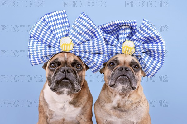 Oktoberfest French Bulldog dogs wearing large blue and white ribbons with beer mugs on head in
