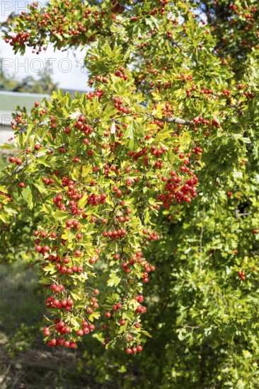 Fruits of hawthorn (Crataegus) on a branch, Saxony, Germany, Europe