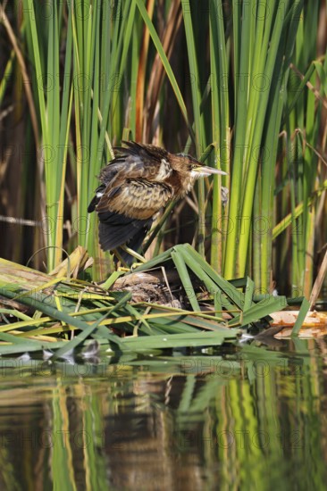 Little Bittern (Ixobrychus minutus), young bird, Middle Elbe Biosphere Reserve, Dessau-Roßlau,