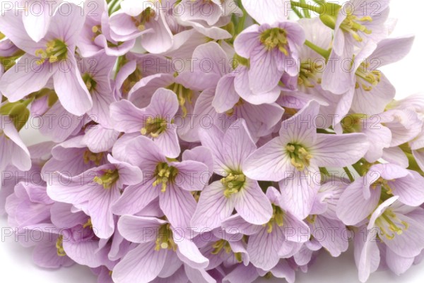 Flowers of the cuckoo flower (Cardamine pratensis), medicinal plant, contains mustard oil
