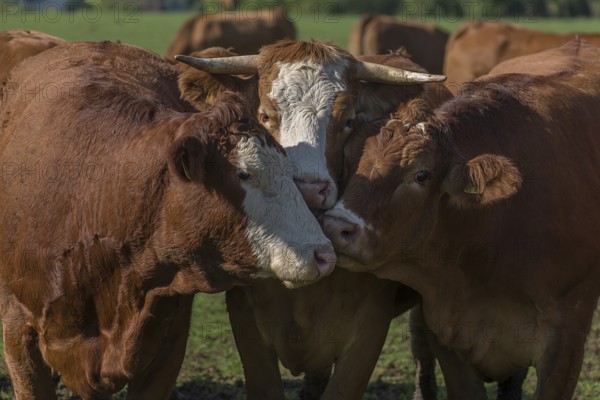 Buntscheck cows on pasture, Franconia, Bavaria, Germany, Europe
