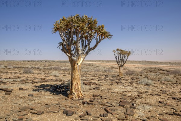 Quiver trees (Aloe dichotoma) in desert landscape, near Kuiseb-Canyon, Erongo region, Namibia,