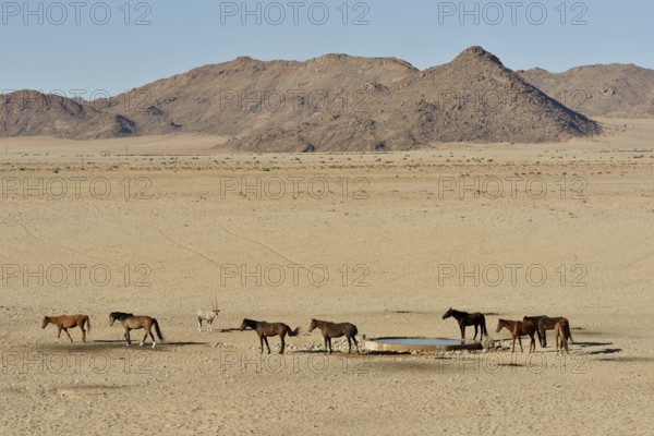 Desert Horses, Namib desert horses (Equus ferus) at the waterhole of Garub, near Aus, Karas Region,