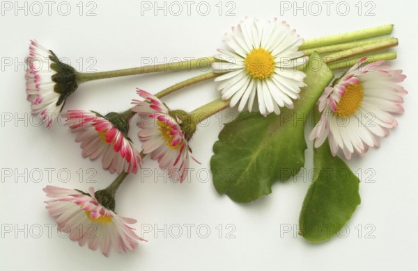 Common daisy (Bellis perennis), medicinal plant, naturopathy classifies the daisy among other