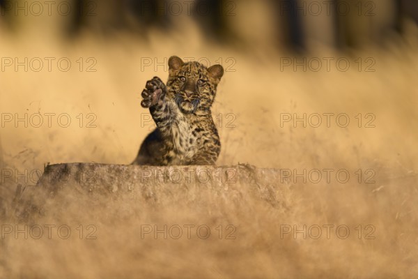 Indian leopard (Panthera pardus fusca), young animal on tree trunk in meadow