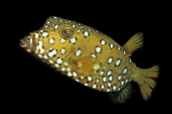 Yellow boxfish (Ostracion cubicus), Cube boxfish, Common boxfish, Red Sea, Dahab, Sinai, Egypt,