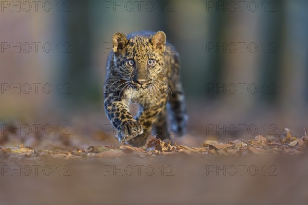 Indian leopard (Panthera pardus fusca), young animal running in forest