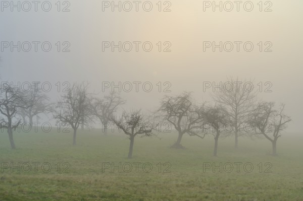 Meadow with fruit trees in the fog, Mönchberg, Spessart, Bavaria, Germany, Europe