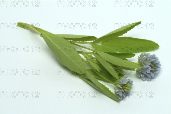 Flower of blue fenugreek, blue fenugreek, Trigonella caerulea, Meliotus coerulea, spice and
