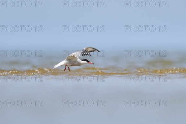 Elegant tern (Thalasseus elegans) flying in the sky above the sea, hunting, ebro delta, Catalonia,