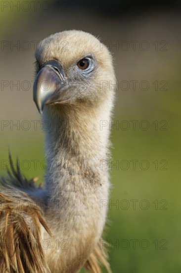 Griffon Vulture (Gyps fulvus) portrait, Castilla-La Mancha, Spain, Europe