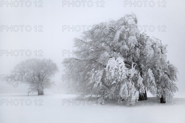 Old trees overloaded with snow, bending under snow load, driving snow, high key, white, Black