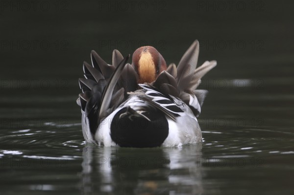 Wigeon (Mareca peneolope), male, swimming, from behind, preening plumage, Isental, Bavaria,