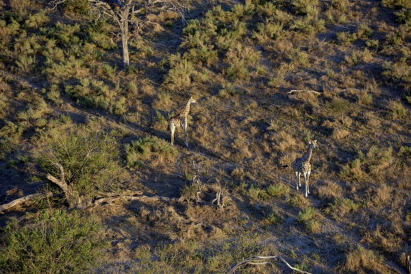 Southern giraffes (Giraffa camelopardalis giraffa), Aerial view, Gomoti Plains, Okavango Delta,