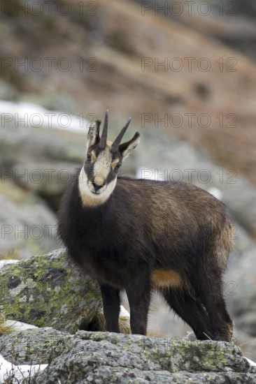 Chamois (Rupicapra rupicapra) amongst rocks in winter, Gran Paradiso National Park, Italian Alps,