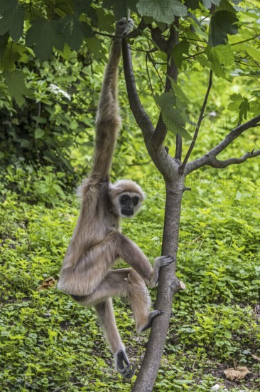 Lar gibbon, white-handed gibbon (Hylobates lar) climbing in tree, native to Indonesia, Laos,